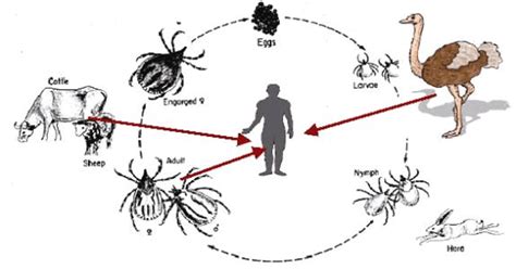 What is Congo Virus, Symptoms, Prevention and Treatment