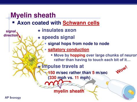 PPT - Nervous System: The Neuron and the Transmission of a Nerve ...