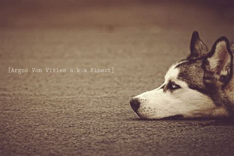 Dog Quotes Wallpapers - Wallpaper Cave