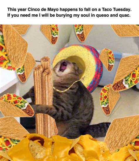 Cinco de Mayo & Taco Tue in perfect harmony | Pet holiday, Cat memes ...