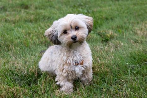 Morkie: Dog breed characteristics & care