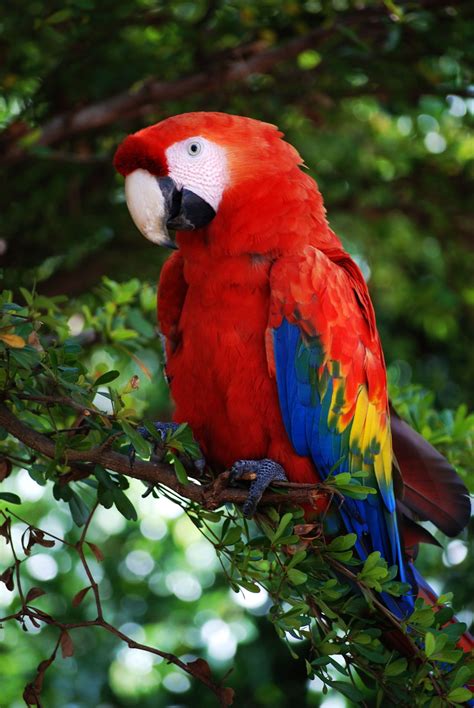 Extremely Fascinating Scarlet Macaw Facts You Ought to Know