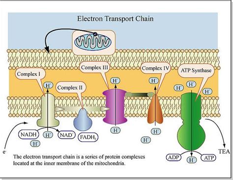 Electron Transport Chain | Electron transport chain, Biology lessons ...