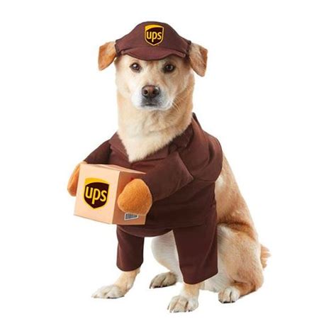 30 Best Dog Halloween Costumes - Cute Dog Costume Ideas