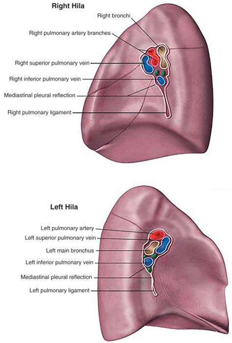 Hilum Of The Lung And Drainage Of The Lungs Diagram Quizlet, 53% OFF