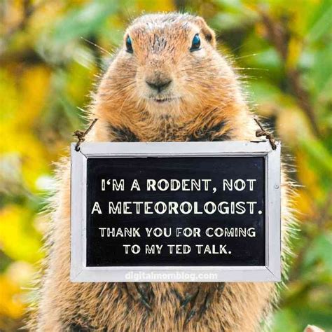 Groundhog Day Memes And Funny Groundhog Memes For 2022 | Happy ...