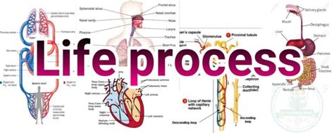 Life Processes Class 10 Important Questions NCERT Notes