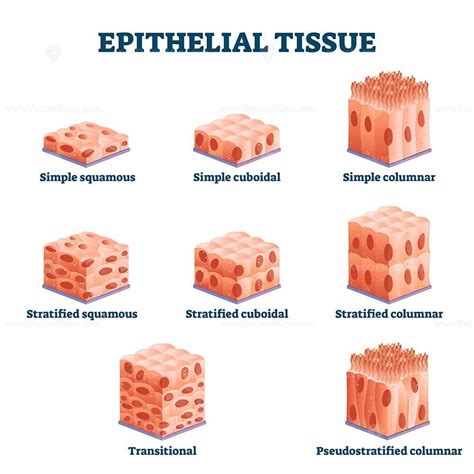 Epithelial tissue with labeled squamous, cuboidal and columnar examples ...