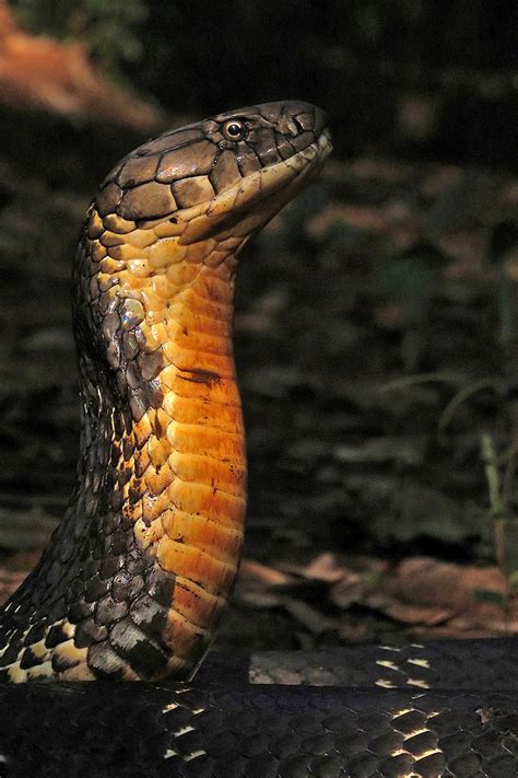 10 Things You Need To Know About The King Cobra | Nature inFocus