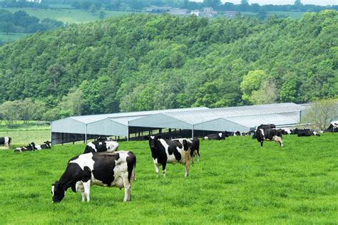 Dairy cattle grazing in field with farm buildings in background ...