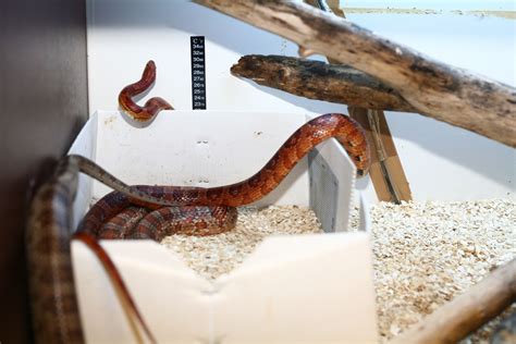 Snake in cage 3 :: Understanding Animal Research