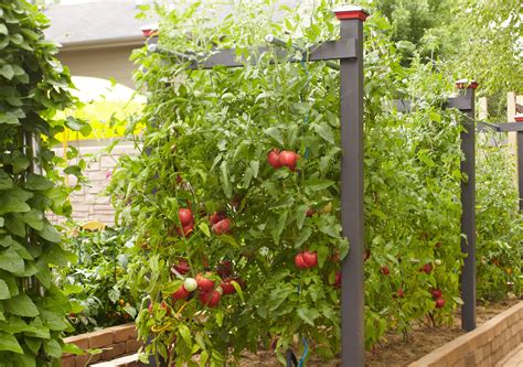 Best Tomato Plant Stakes