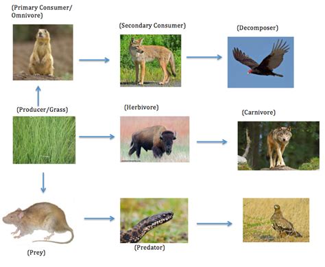 Grasslands Biome Food Web