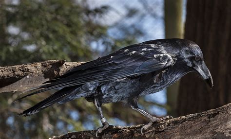 Common raven | Smithsonian's National Zoo and Conservation Biology ...