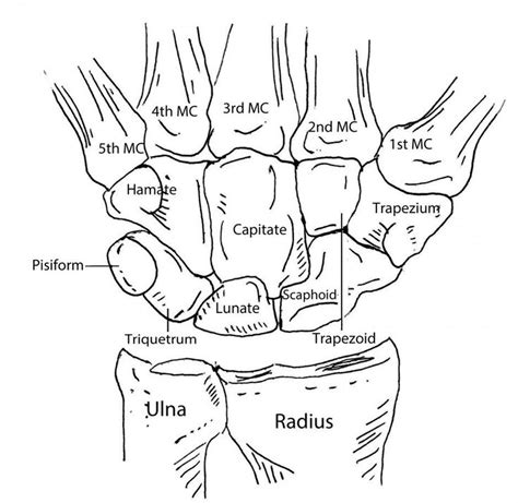 #bones #hand #the #ofBones of the hand | Handtherapie, Anatomie und ...