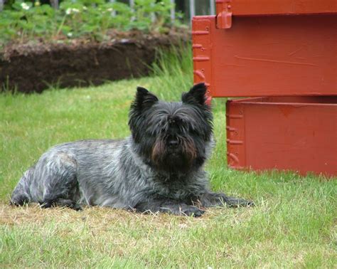 Cairn Terrier - Puppies, Rescue, Pictures, Information, Temperament ...