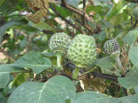 Manfaat Kecubung (Datura metel linn) | greenhouse PD