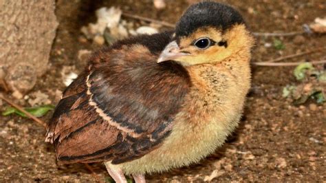 L.A. Zoo Hatches First Successful Congo Peafowl in 20 Years | KTLA