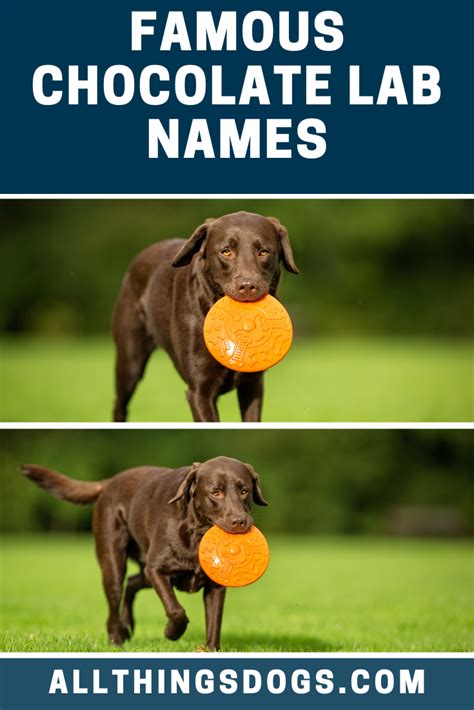 Famous Chocolate Lab Names | Chocolate lab, Best dog names, Dog names