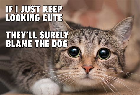 26 Happy Caturday Cat Memes Caturday Meme