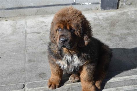 Tibetan Mastiff Dog Info, Puppies, Sale Cost, Facts, Pictures