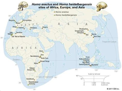 Homo erectus | extinct hominin | Britannica.com