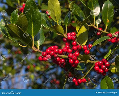 Close Up View of Red Ripe Berries of Common Holly Stock Image - Image ...