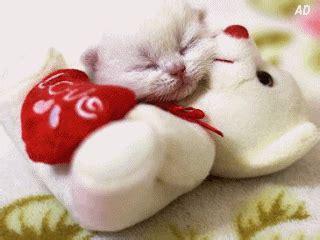 kitten sleeping GIF - Download & Share on PHONEKY