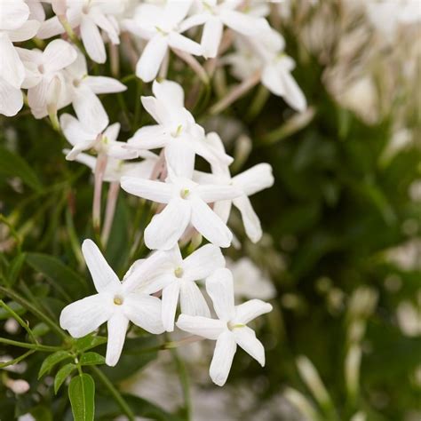 Buy scented Chinese jasmine Jasminum polyanthum: £16.99 Delivery by Crocus