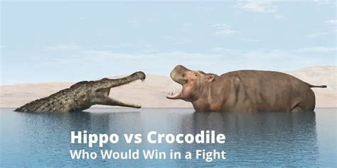 Hippo vs Crocodile | Who Would Win in a Fight?