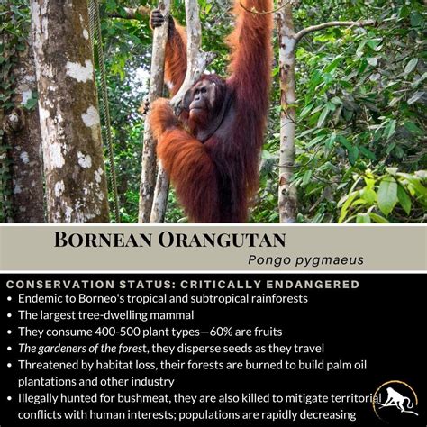 Bornean Orangutan, Pongo pygmaeus | New England Primate Conservancy