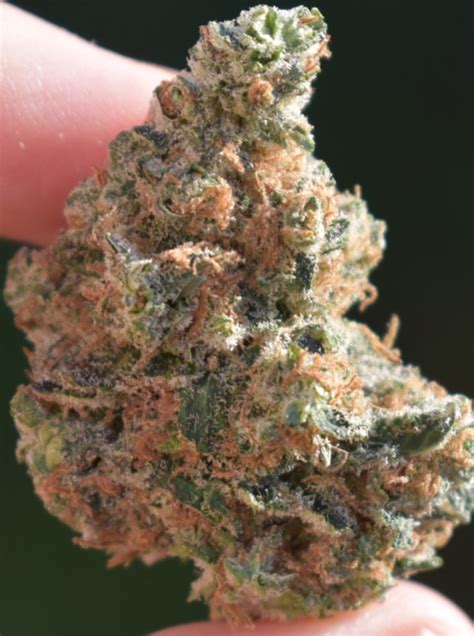 Rainmaker Strain Review | 🌱 Max's Harvest