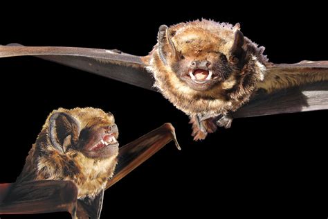 Species on the Brink: Hawaiian Hoary Bat