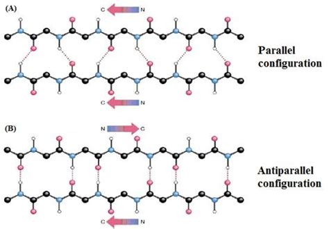 Illustration of beta strands pairs and configurations. Arrows show the ...