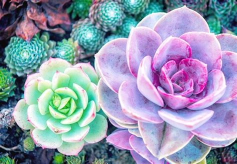 127 Stunning Desert Plants and Succulents