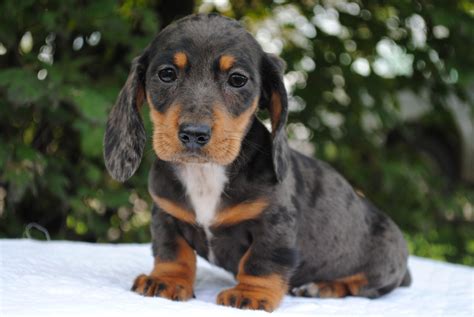 Dachshund Puppies For Sale | Crystal, MI #313882 | Petzlover