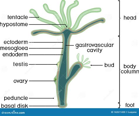 Structure Of Hydra. Cartoon Vector | CartoonDealer.com #162611401