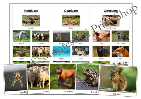 Herbivore, Carnivore & Omnivore Animals - Sorting Cards & Control Chart ...