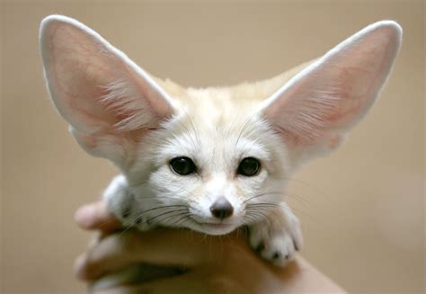 #Desert fennec #fox | Cute animals, Animals, Animals beautiful