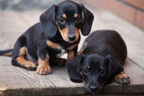 15 Of The Most Common Dachshund Traits - I Love Dachshunds