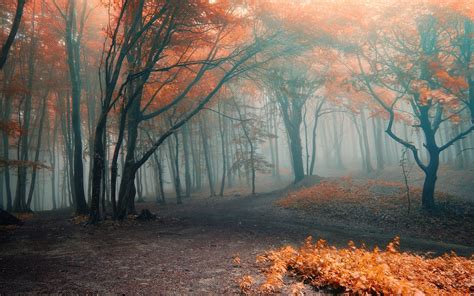 Foggy Woods Wallpapers - 4k, HD Foggy Woods Backgrounds on WallpaperBat