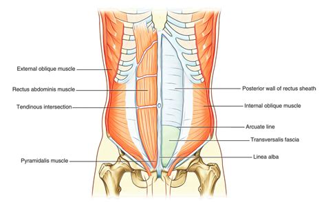 Abdominal Wall – Earth's Lab