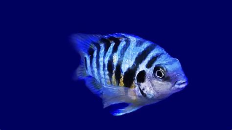 Convict Cichlid: Care, Size, Lifespan, Diet & More