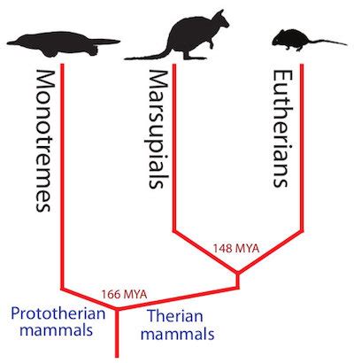 Marsupial | Definition, Characteristics & Examples - Lesson | Study.com