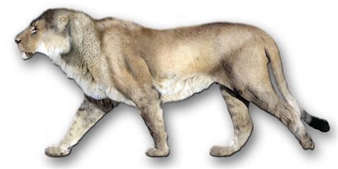 American Lion | Extinct Animals