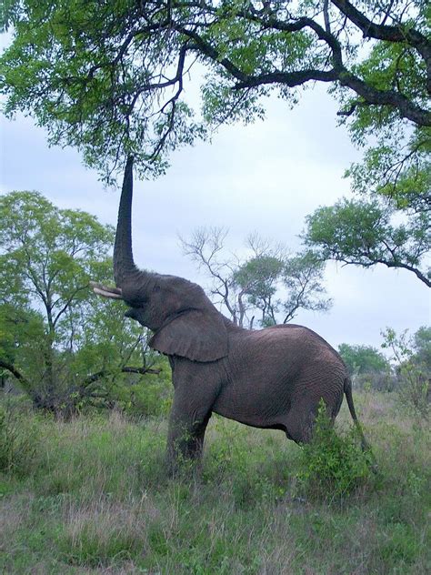 African Bush Elephants on the move in Kruger National Park