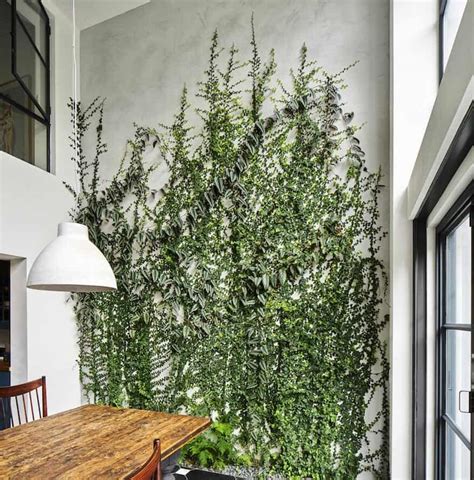 5 Gorgeous Indoor Vines To Grow In Your Home