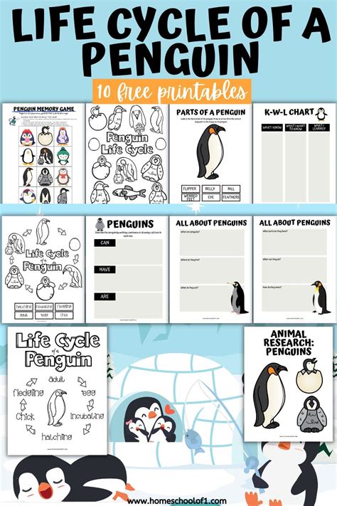 Free Life Cycle of a Penguin Worksheets - Homeschool of One Homeschool ...