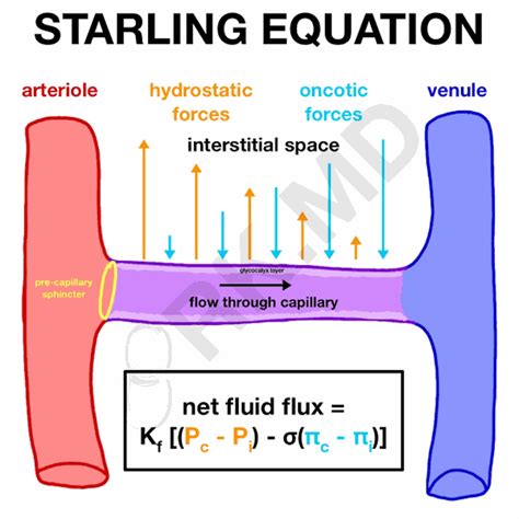 Starling Equation - MEDizzy