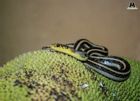 Venomous Snakes Of India - Wildlife SOS